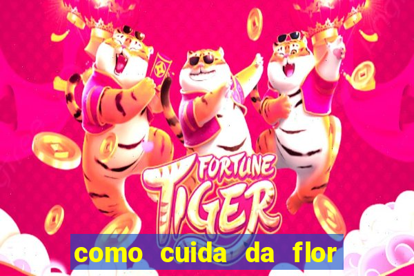 como cuida da flor da fortuna