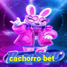 cachorro bet