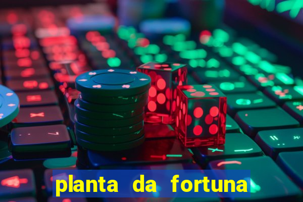 planta da fortuna e felicidade