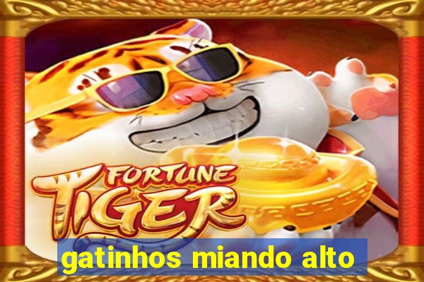 gatinhos miando alto