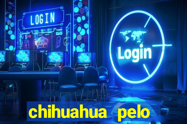 chihuahua pelo longo porto alegre