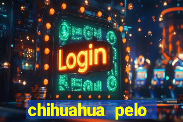 chihuahua pelo longo porto alegre