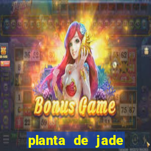 planta de jade significado espiritual