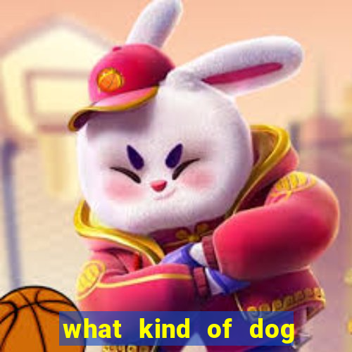 what kind of dog is bingo from bluey