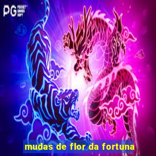 mudas de flor da fortuna