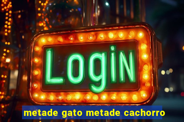 metade gato metade cachorro