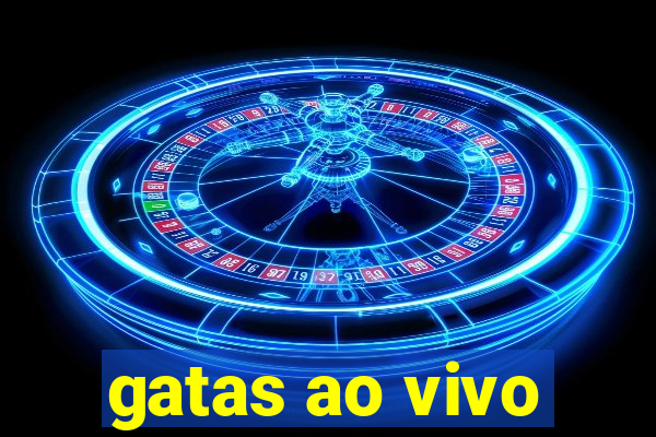 gatas ao vivo