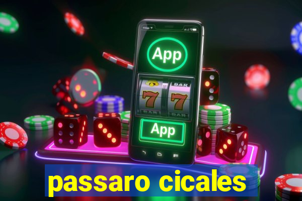 passaro cicales